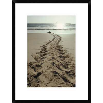 Sea Turtle Wayfair